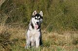 SIBERIAN HUSKY 779